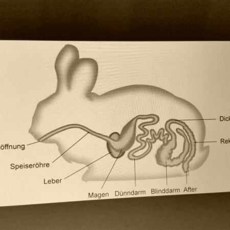 Das Innere eines Kaninchen (schematisch)